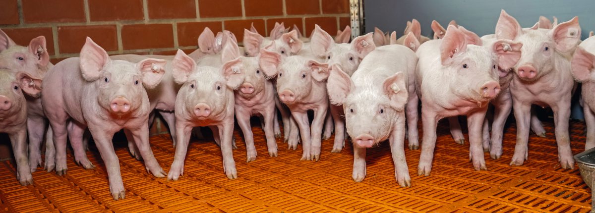 Absetzferkel im Stall