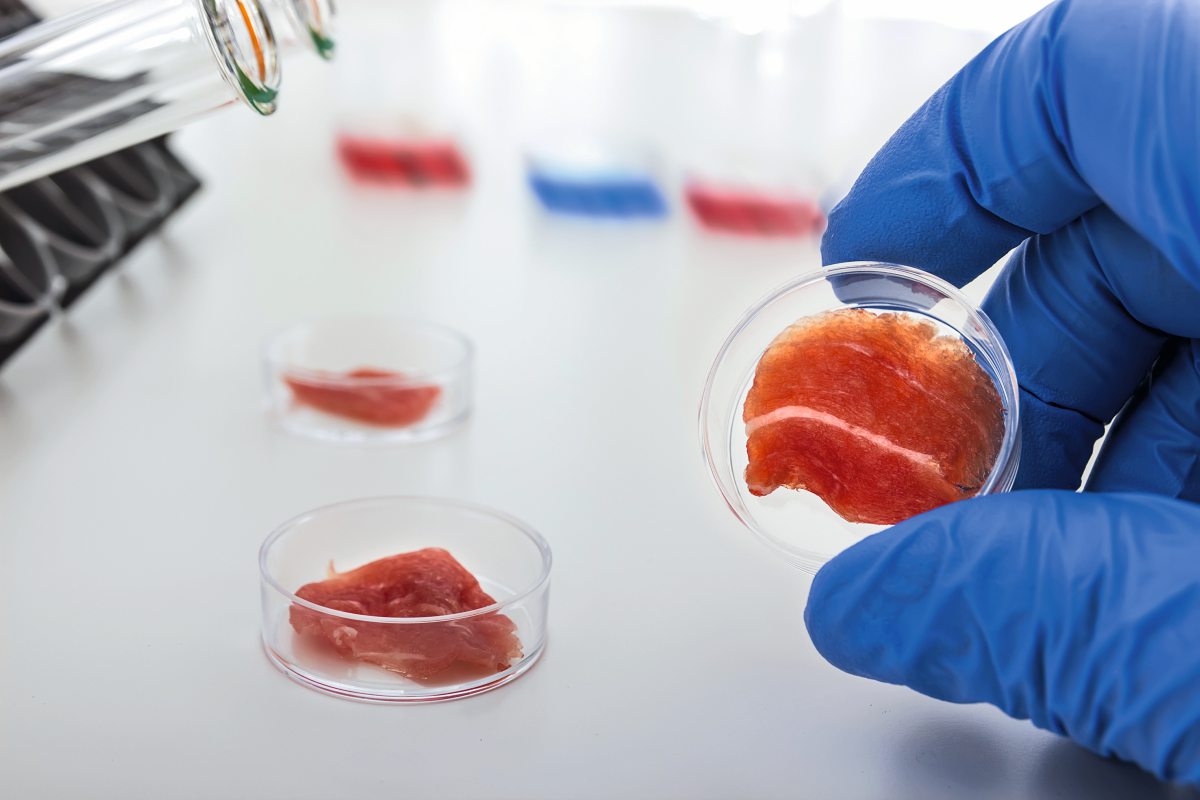 Laborfleisch in einer Petrischale