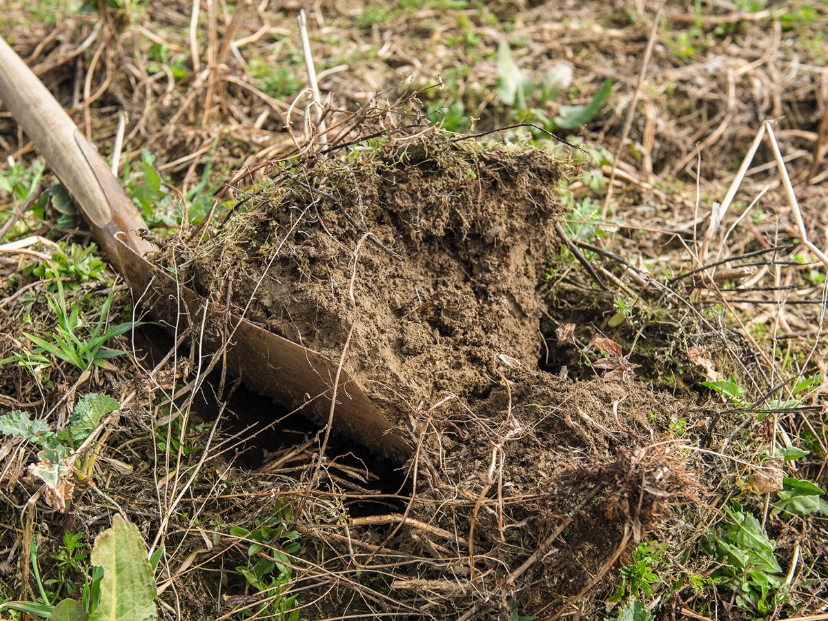 Boden wird mit einem Spaten beprobt