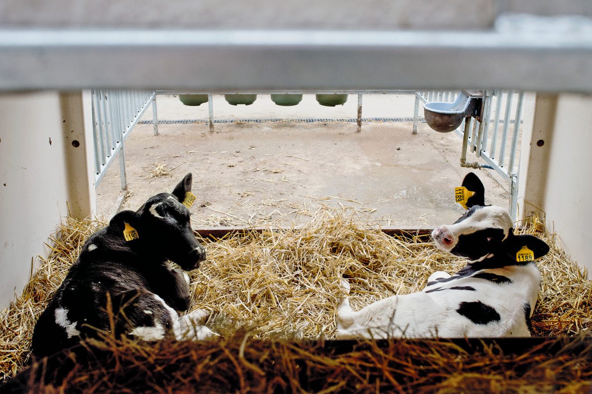 Kälber im gemeinsamen Iglu