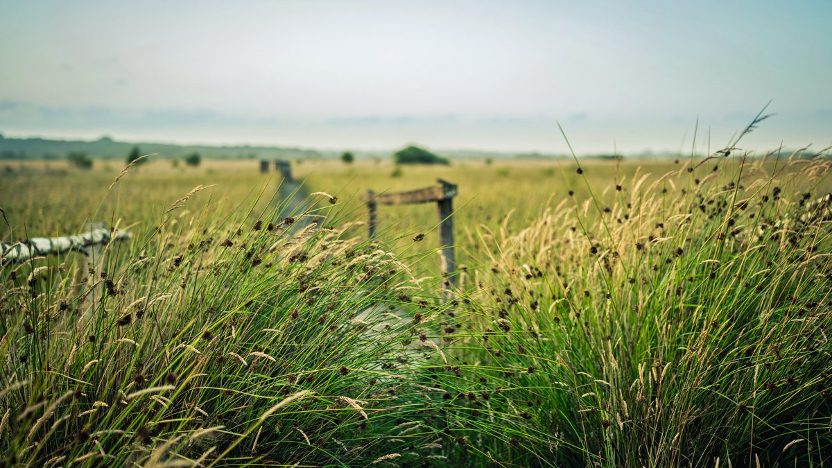 Wiedervernässtes Moor