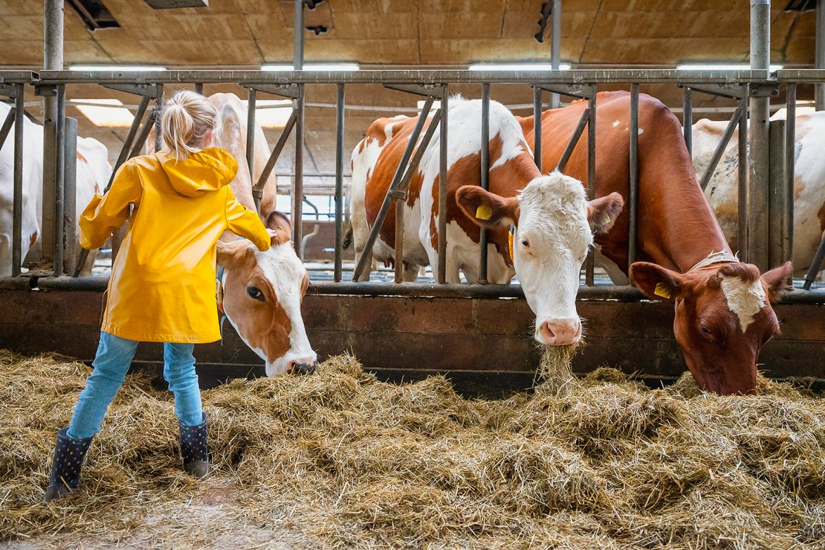 Kind steht auf dem Futtertisch vor fressenden Kühen