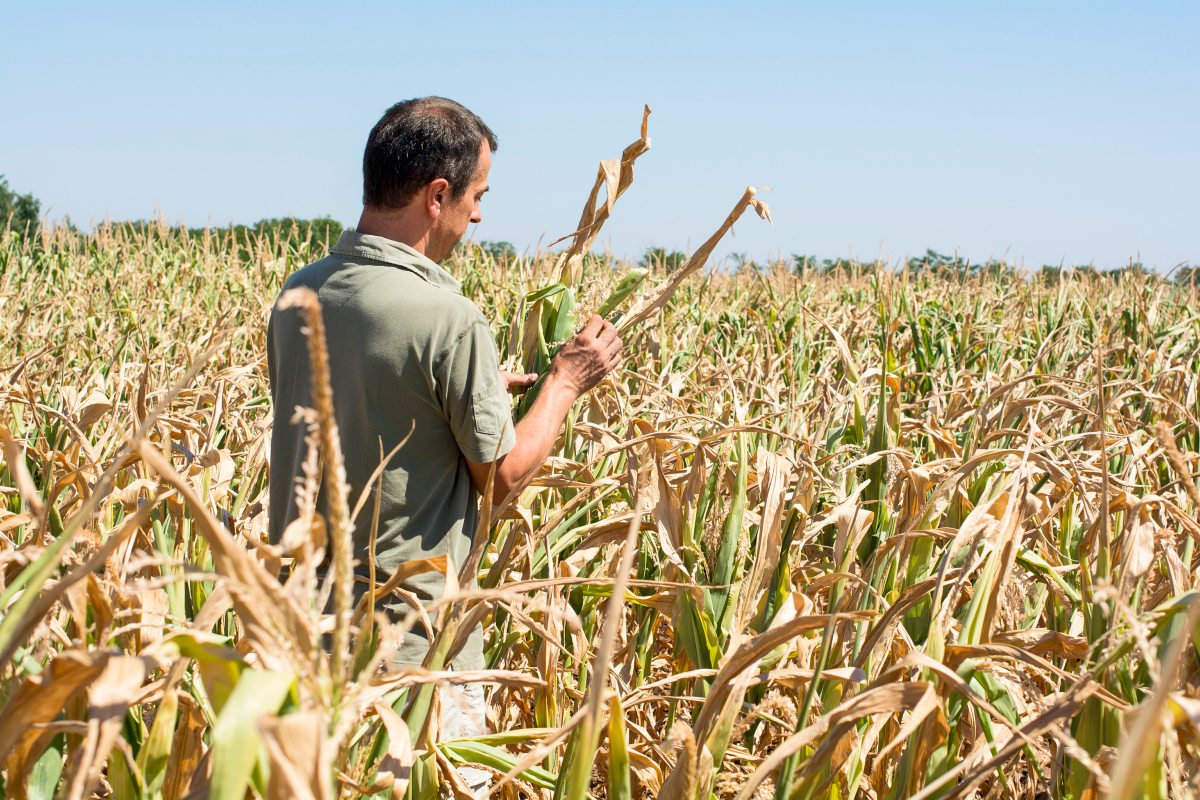 Landwirt im Feld betrachte Maispflanzen