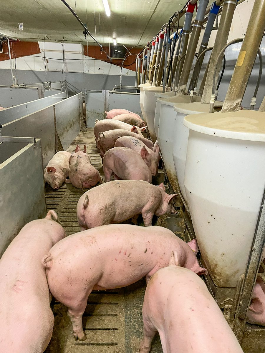 Mastschweine im Stall