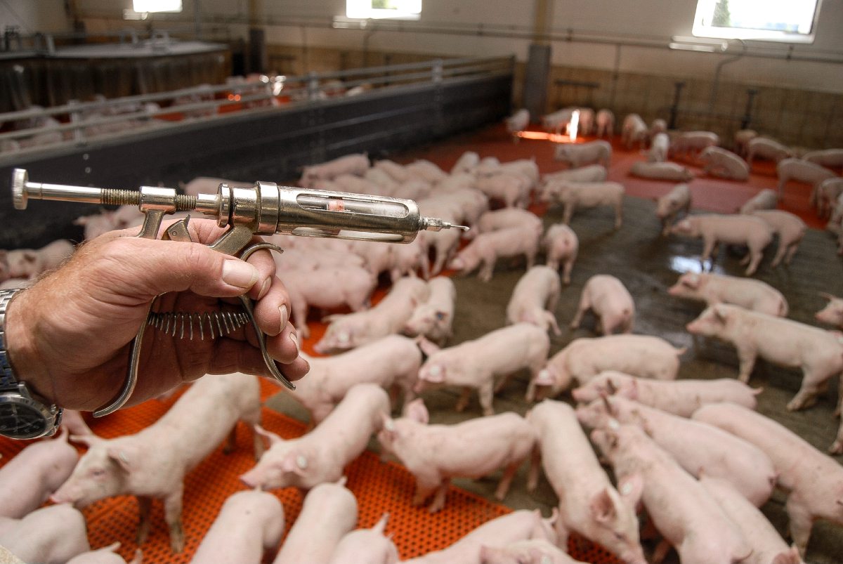Spritze im Vordergurnd, im Hintergrund Mastschweine