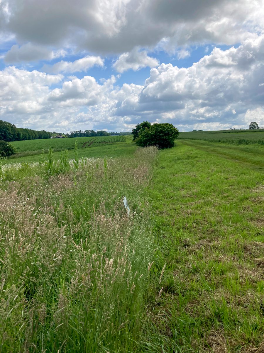 Landschaftsaufnahme Biodiversitätsmaßnahmen