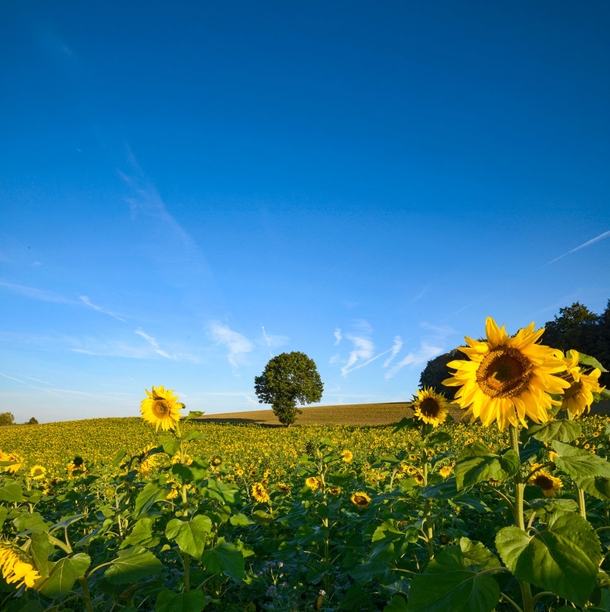 Sonnenblumenfeld
