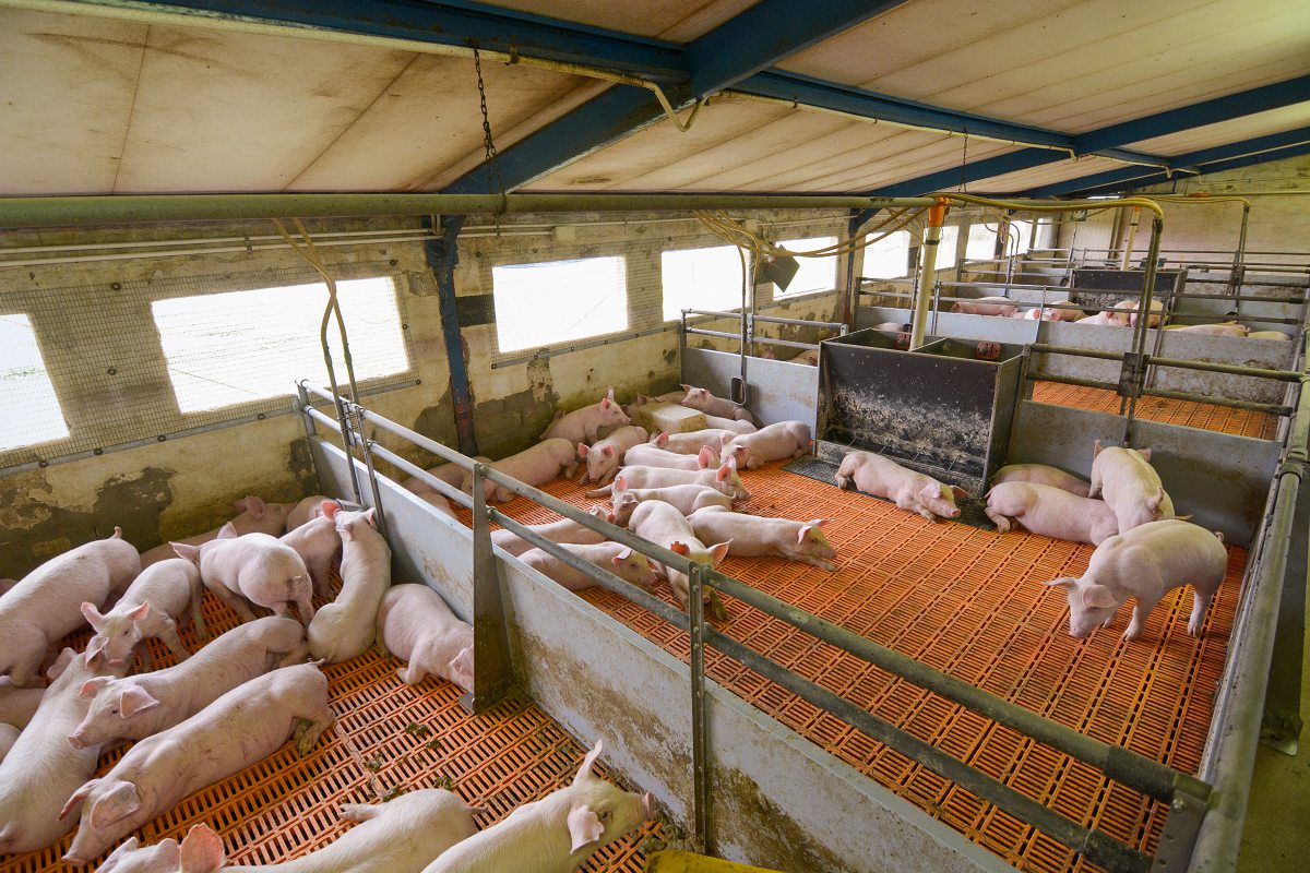 Schweine in der Bucht