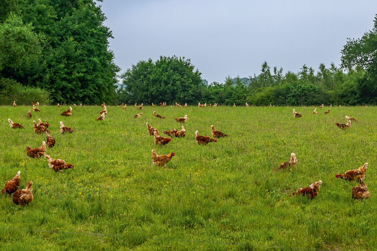 Geflügel auf einer Wiese