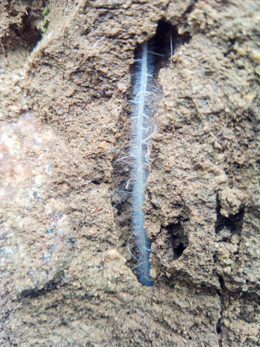 Nahaufnahme Wurzel einer Zwischenfrucht