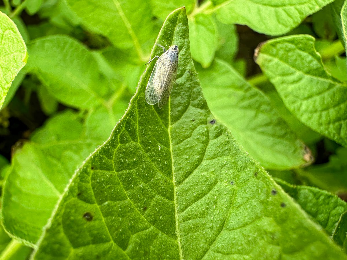 Schilfglasflügelzikade