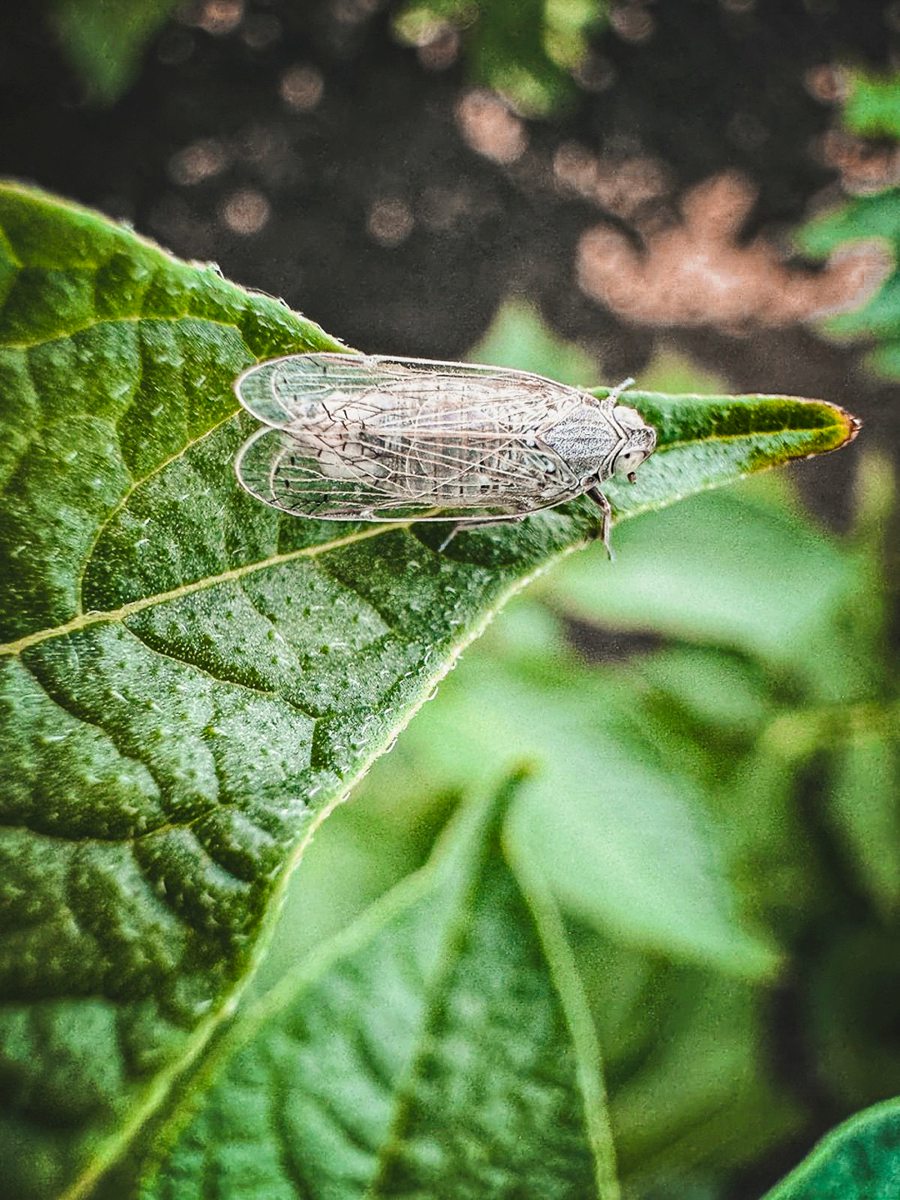 Schilfglasflügelzikde