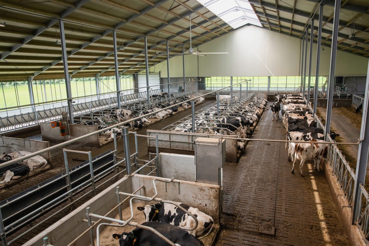 Blick von oben in einen Boxenlaufstall, Kühe liegen