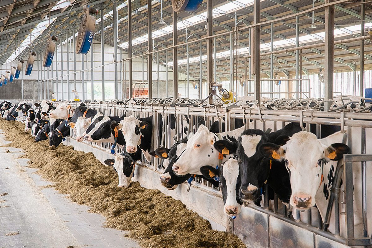 Kühe am Futtertisch