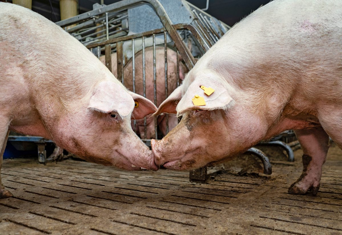 Zwei Schweine stehen Nase an Nase im Stall