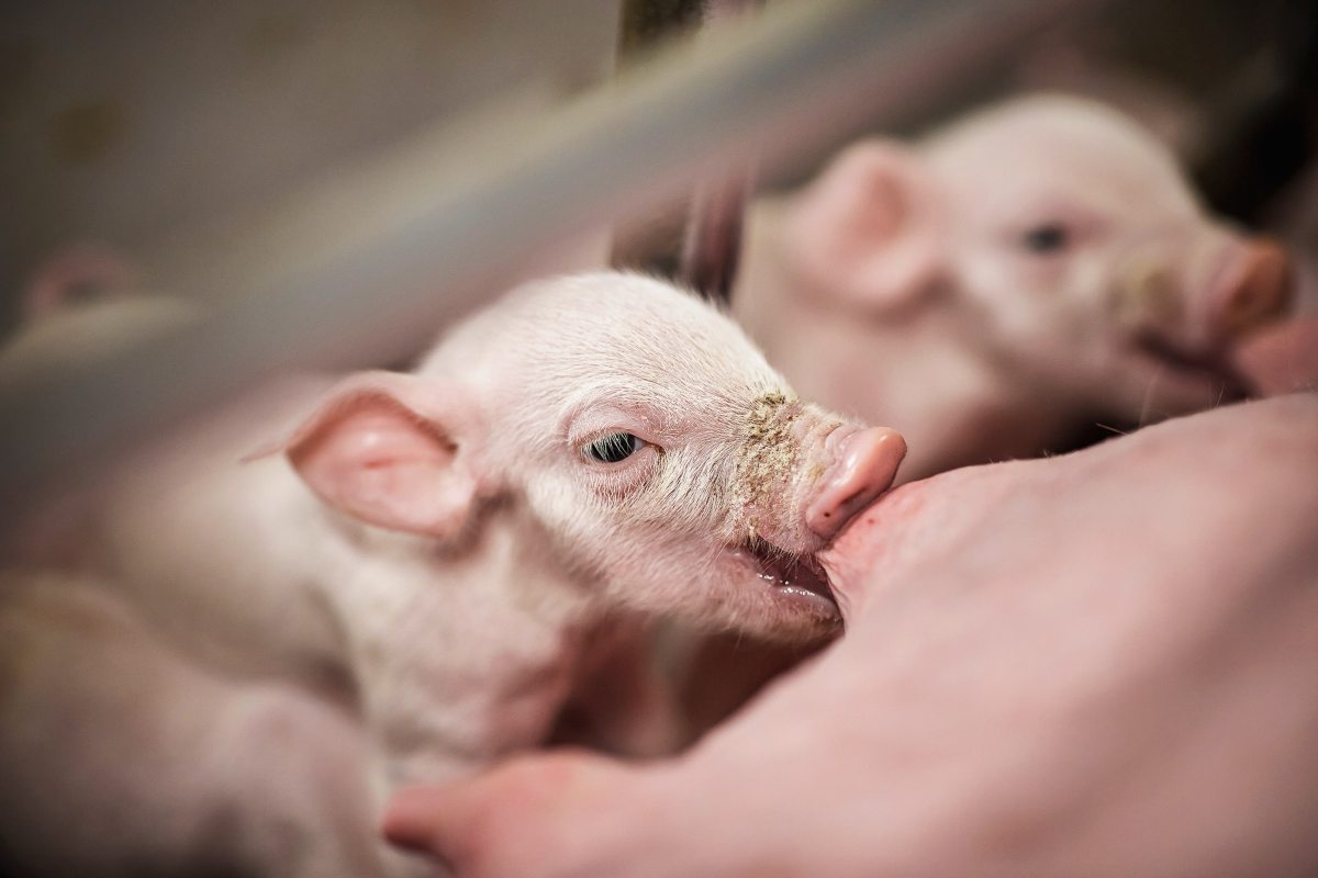 Ein junges Ferkel saugt an der Mutter