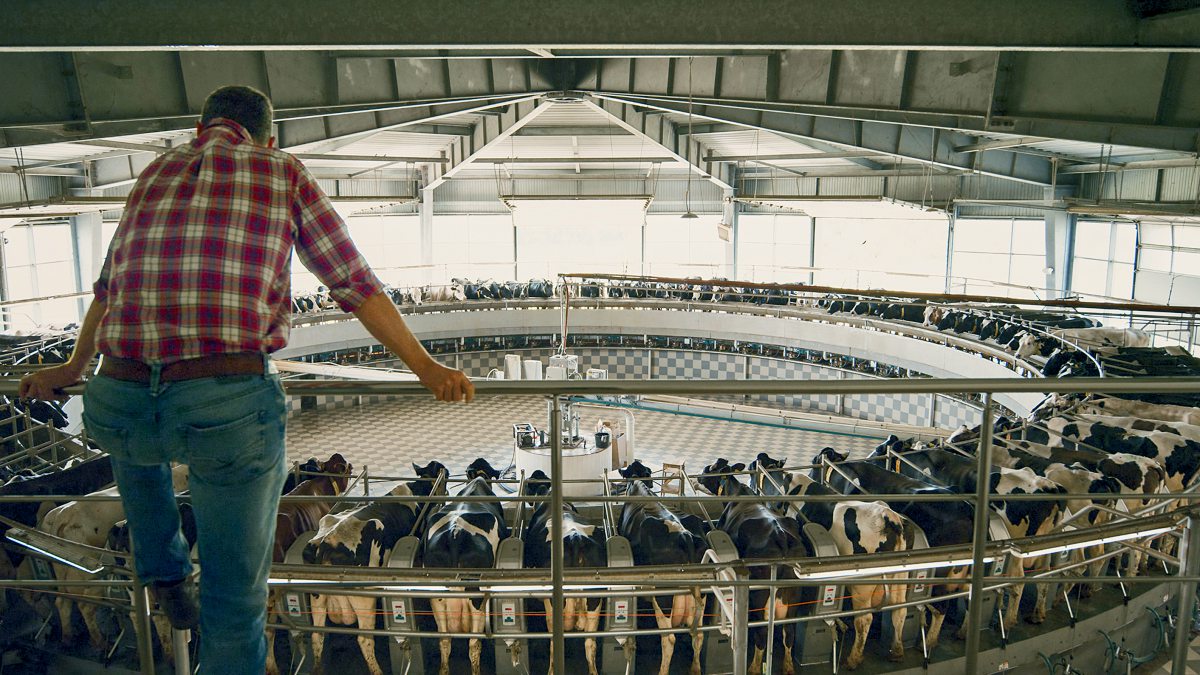 Ein Mann blickt von oben auf ein voll besetztes Melkkarussel
