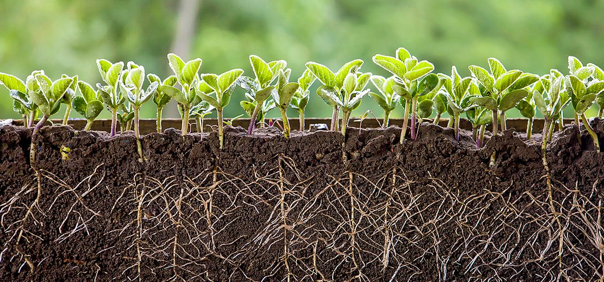 Querschnitt durchwurzelter Boden