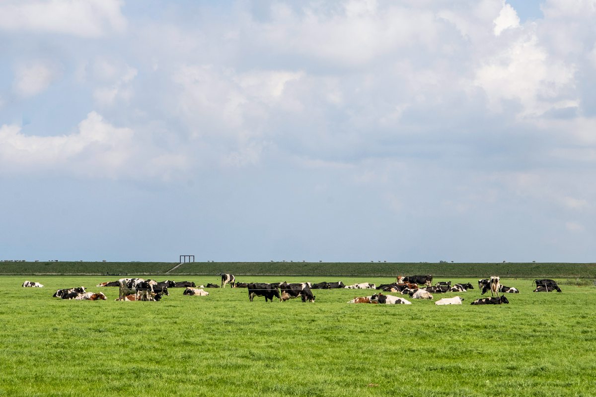 Kühe auf einer Weide