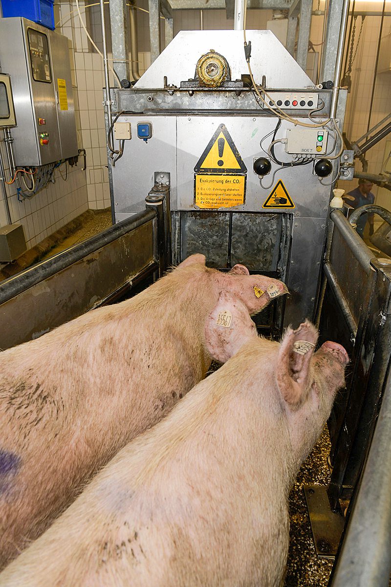 Zwei Schweine im Aufzug für die CO2-Betäubung im Schlachthof