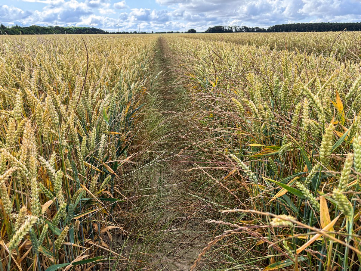 Ungräser in einem Getreidefeld