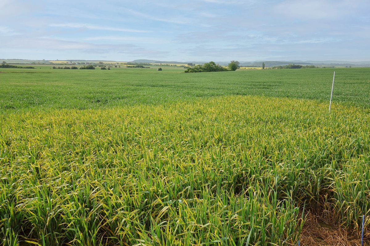 Gelbrost am Winterweizen