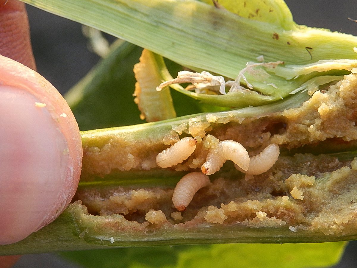 Rüssler-Larven im Raps