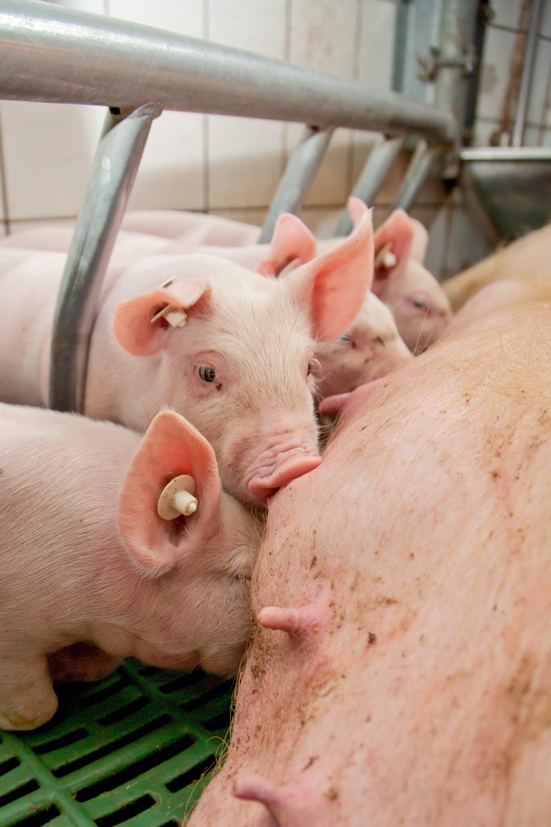 Ferkel säugen an der Sau