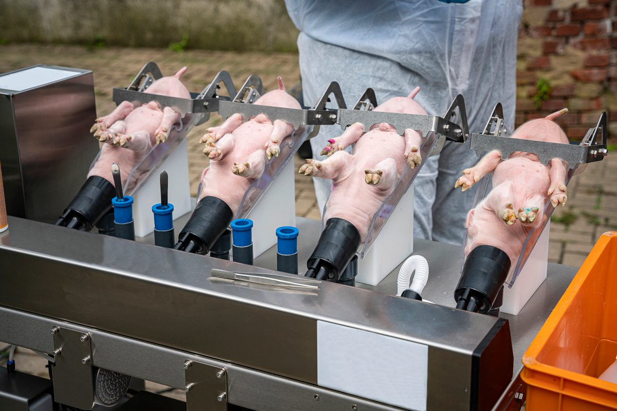 Ferkel werden zum Kastrieren in Narkose gelegt