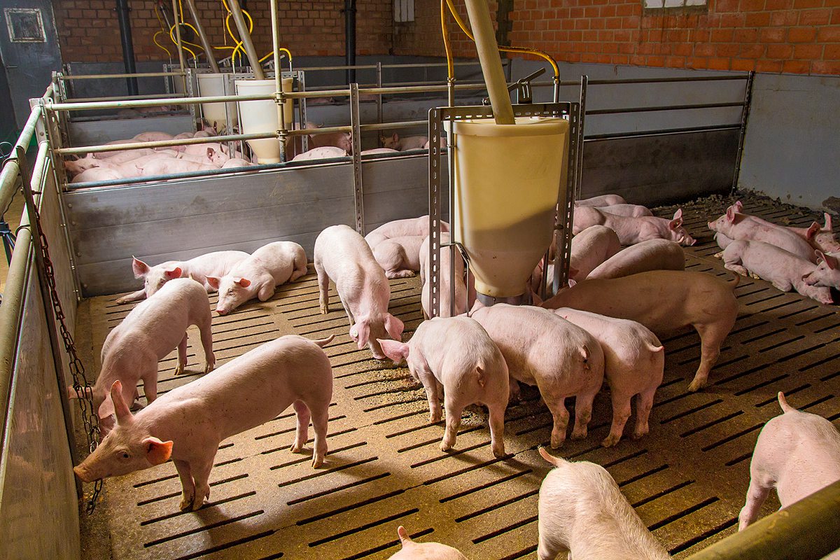 Mastschweine im Abteil