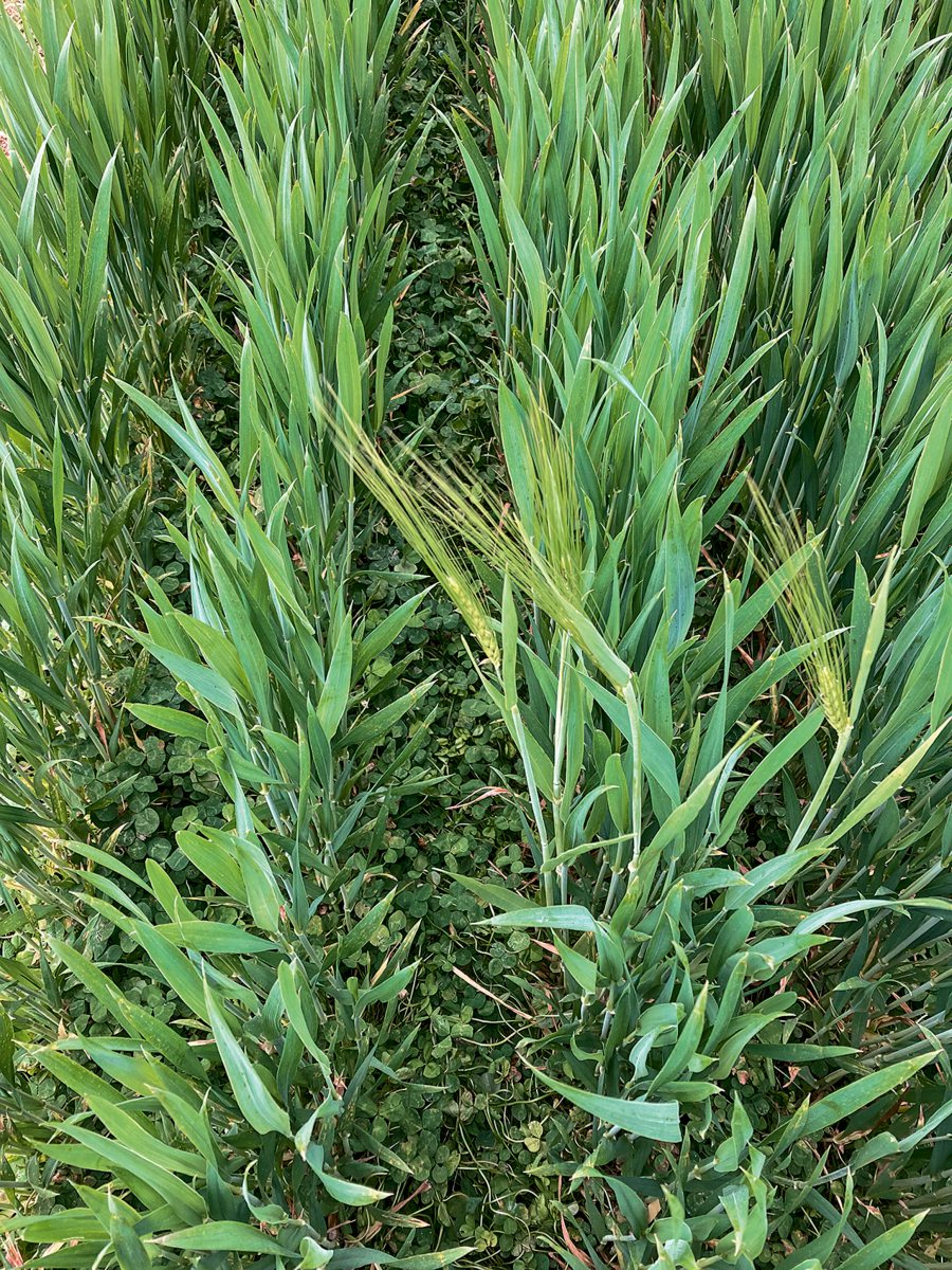 Dauerhafter Lebendmulch