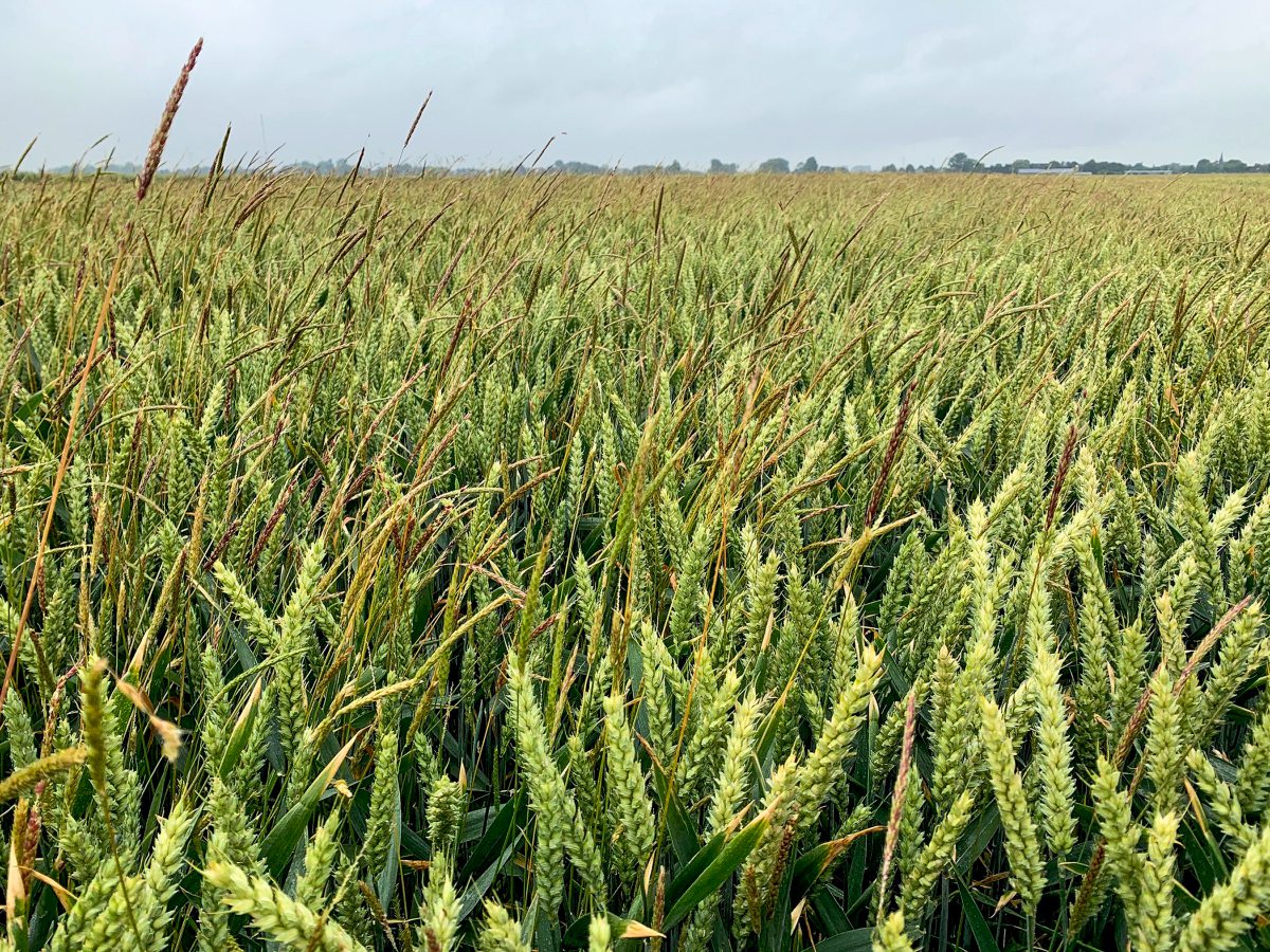 Ackerfuchsschwanz in einem Weizenbestand