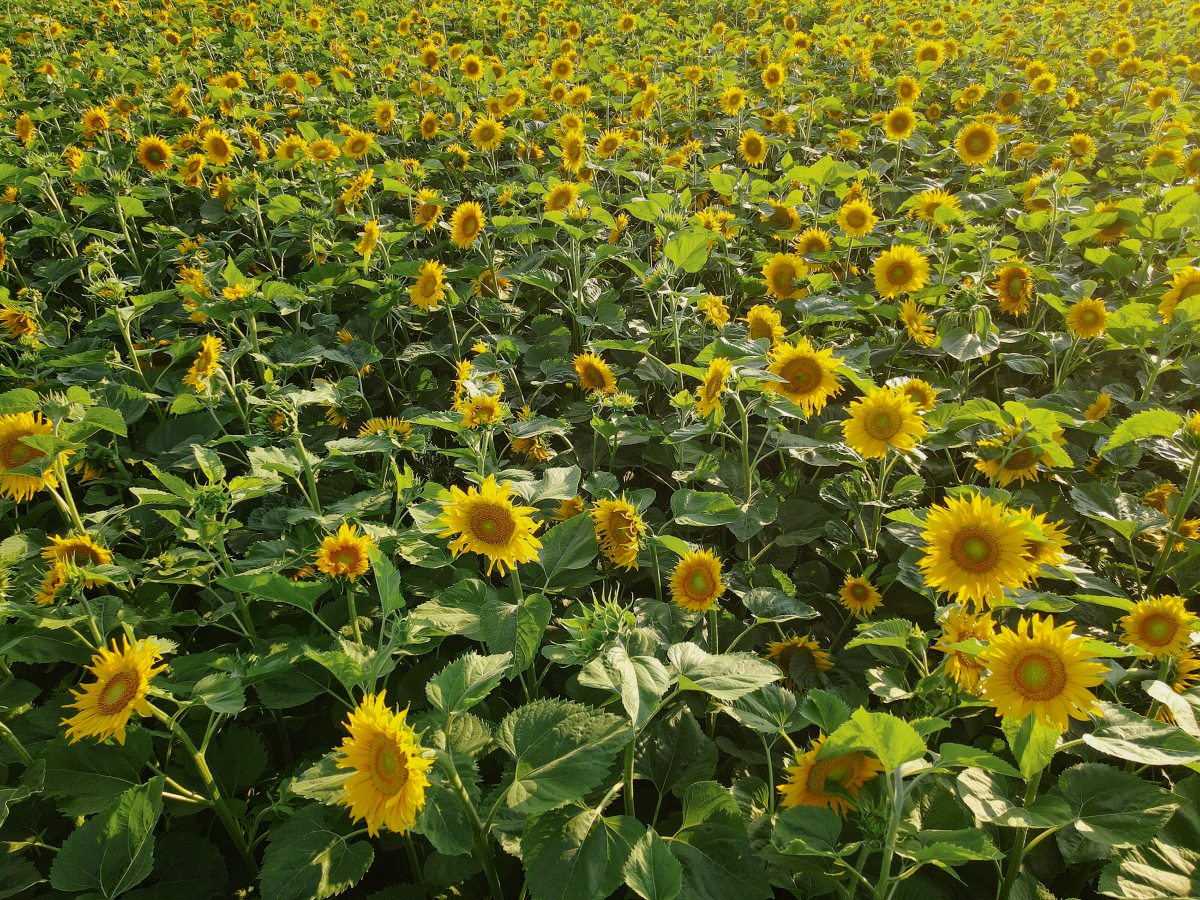Sonnenblume