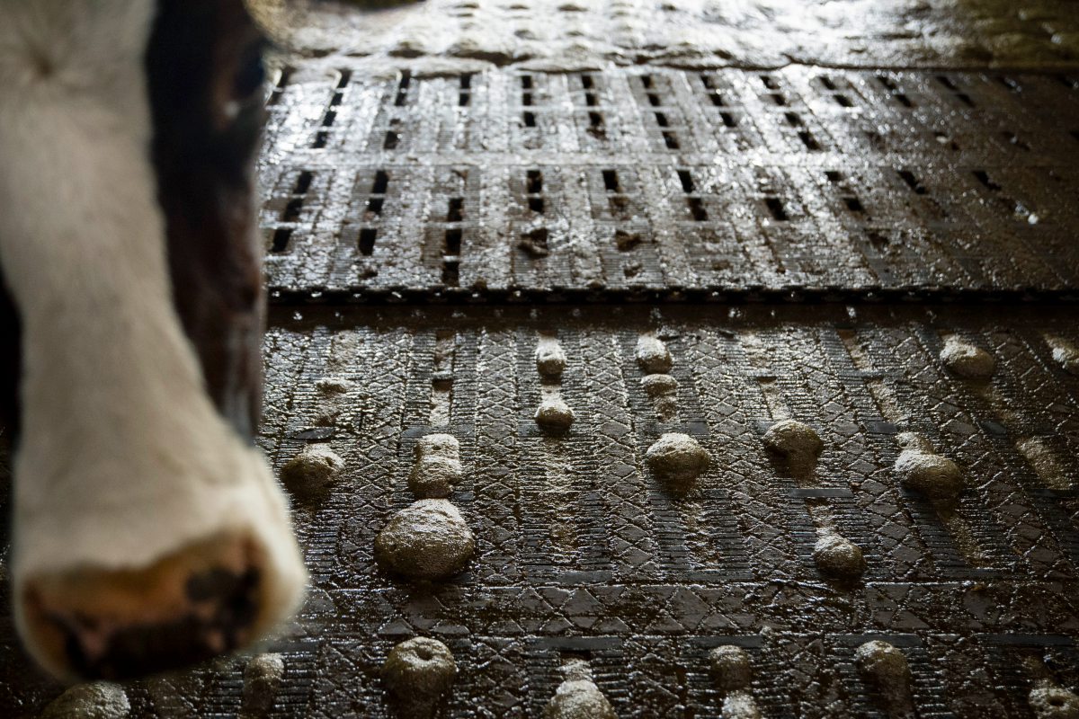 Spaltenboden im Kuhstall, die Gülle bildet Blasen