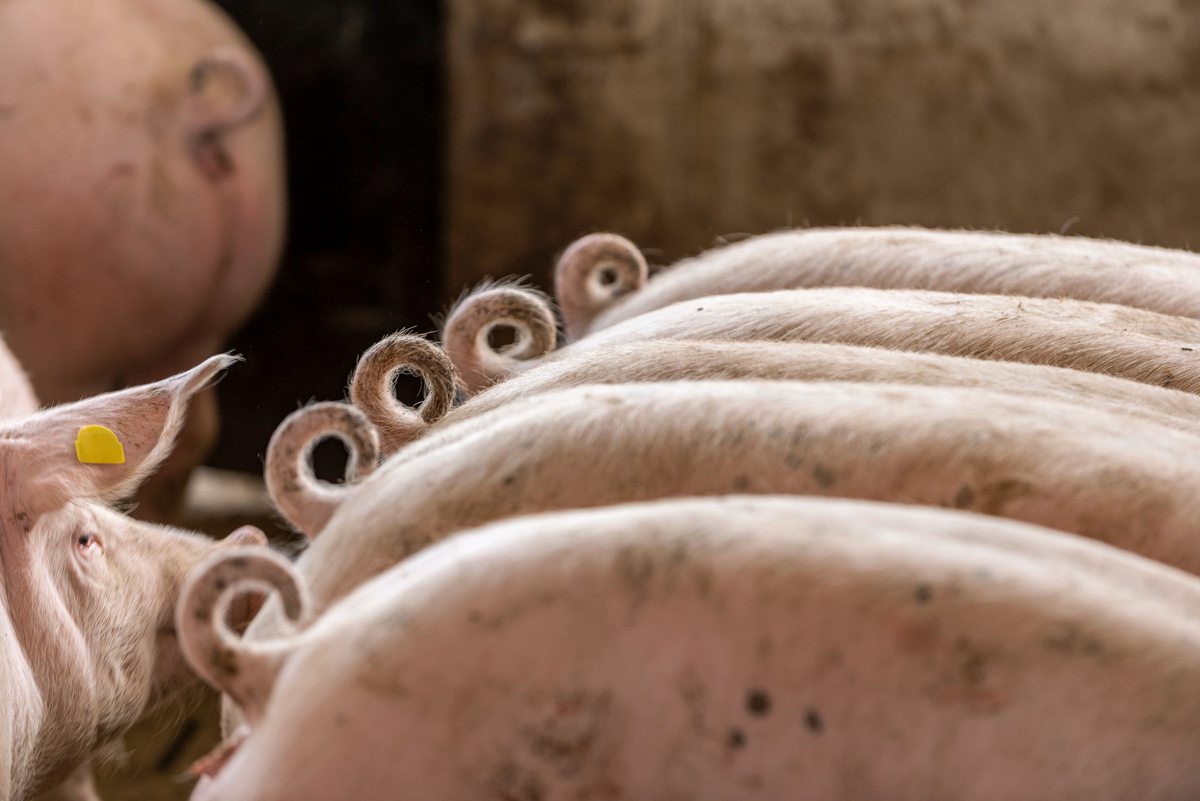 Fünf Schweine mit Ringelschwanz