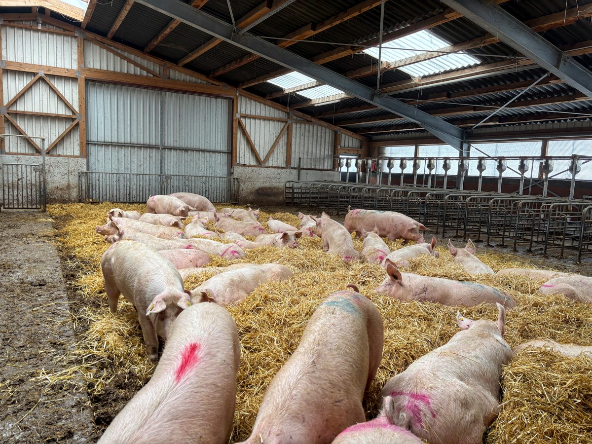 Sauen im Deckzentrum mit Stroheinstreu