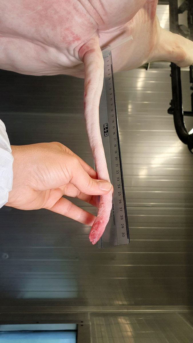 Ein Schweinschwanz wird bei der Schlachtung gemessen