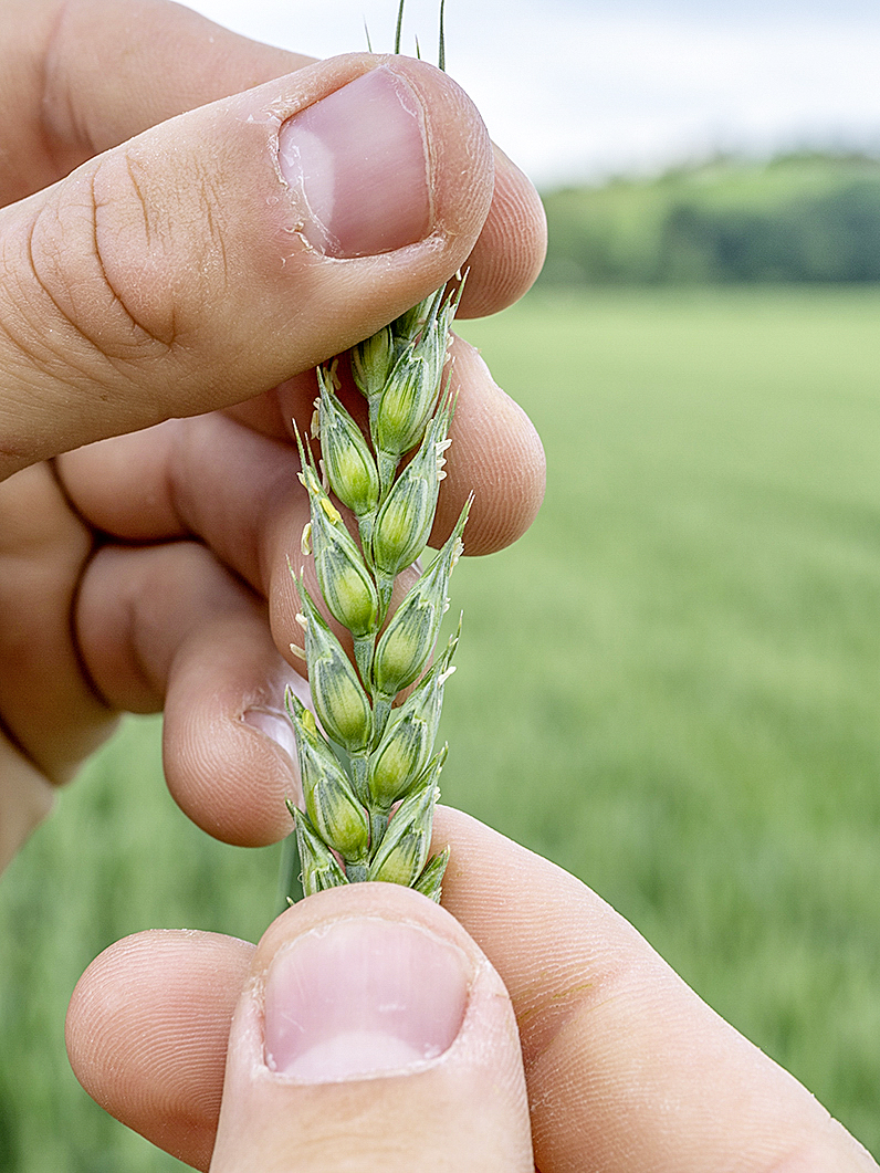 Weizenähre Blühbeginn