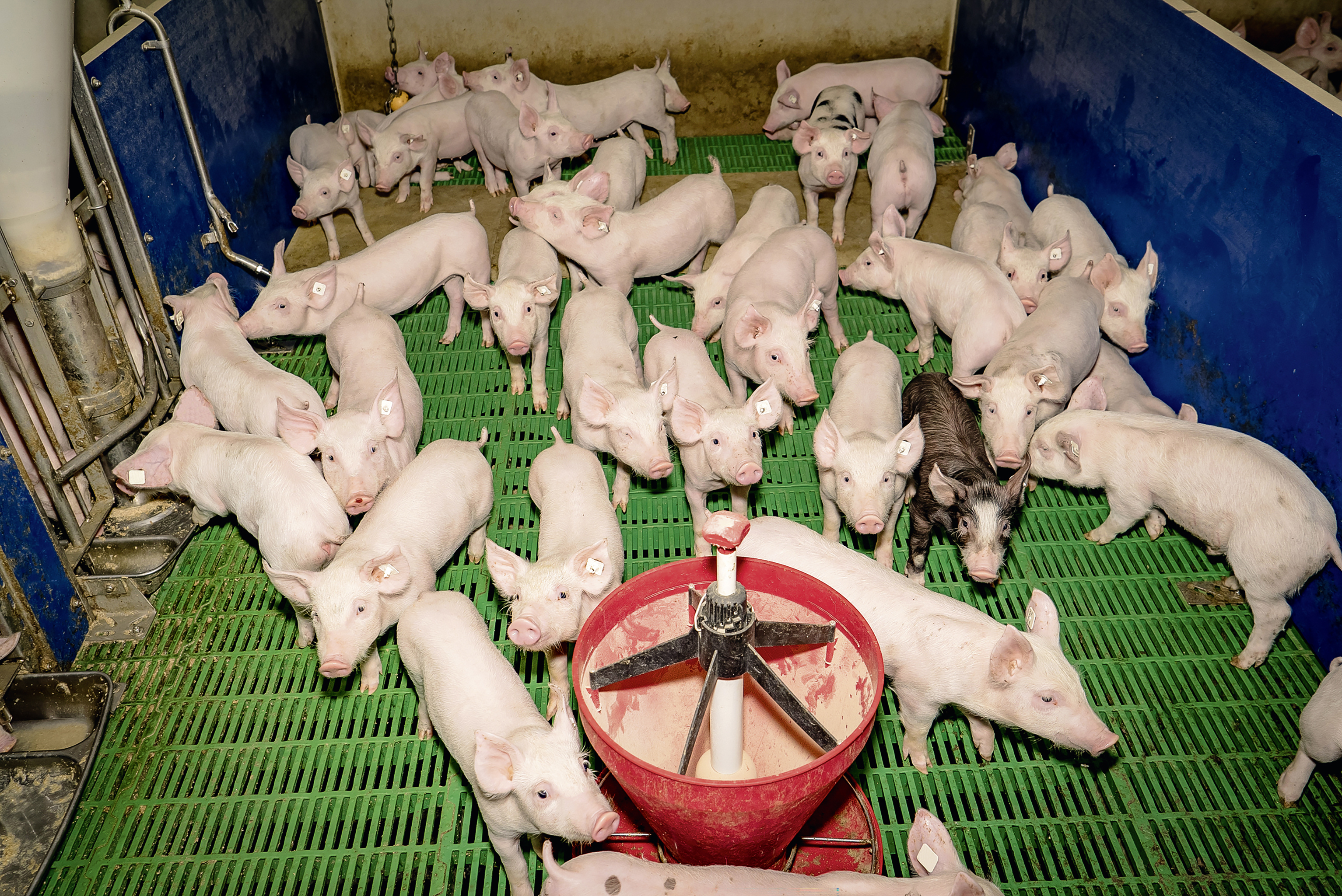 Ferkel im Stall auf Kunststoffspalten