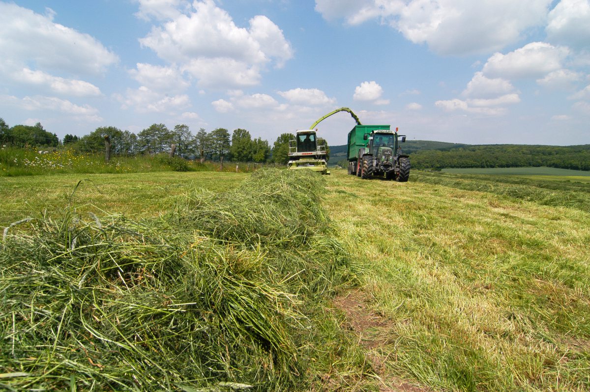 Ernte mit Häcksler und Schlepper