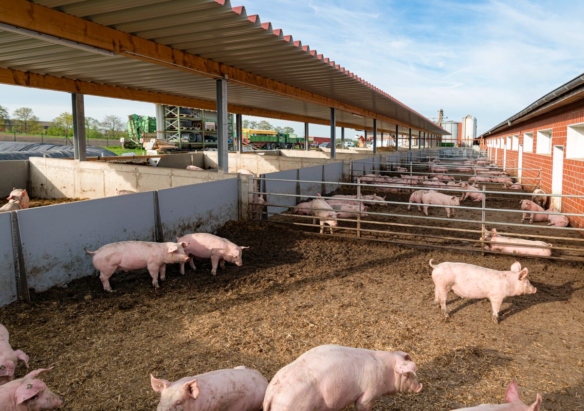 Schweine im Auslauf