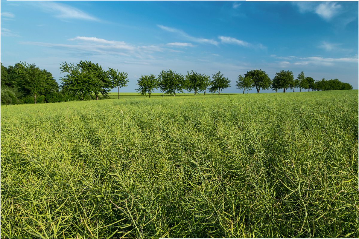 Rapsfeld vor der Blüte