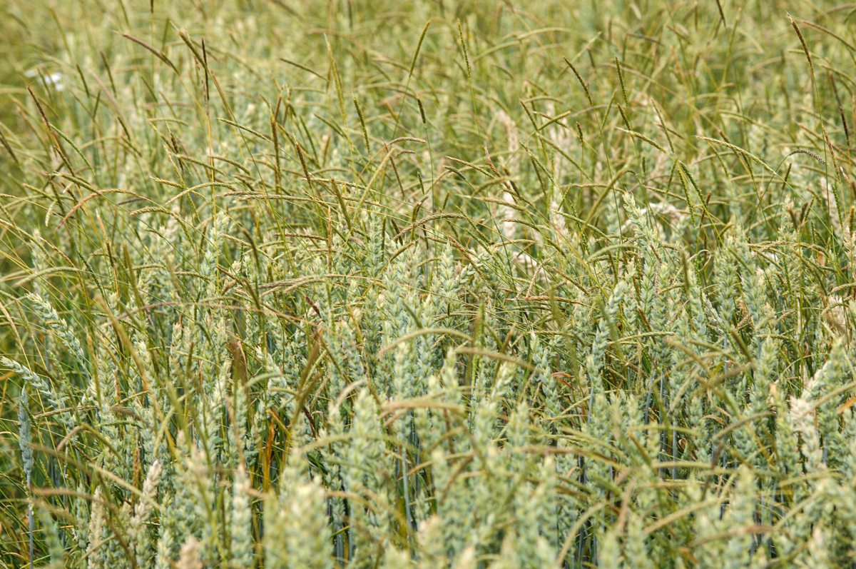 Weizen mit starkem Ungrasbesatz