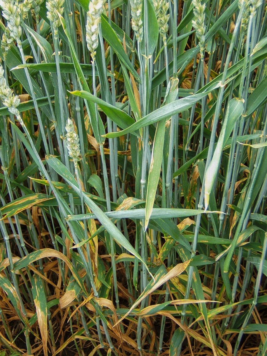 Septoriabafall Weizen
