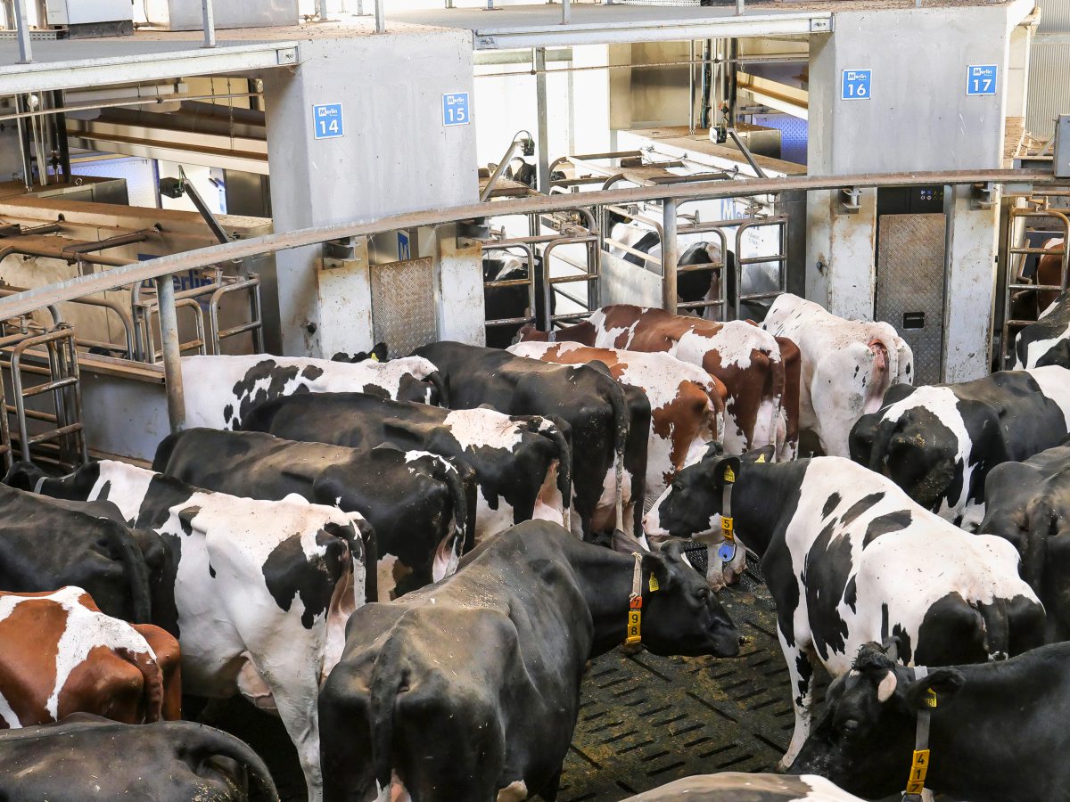 Kühe beim Batch-Milking warten vor den Melkrobotern