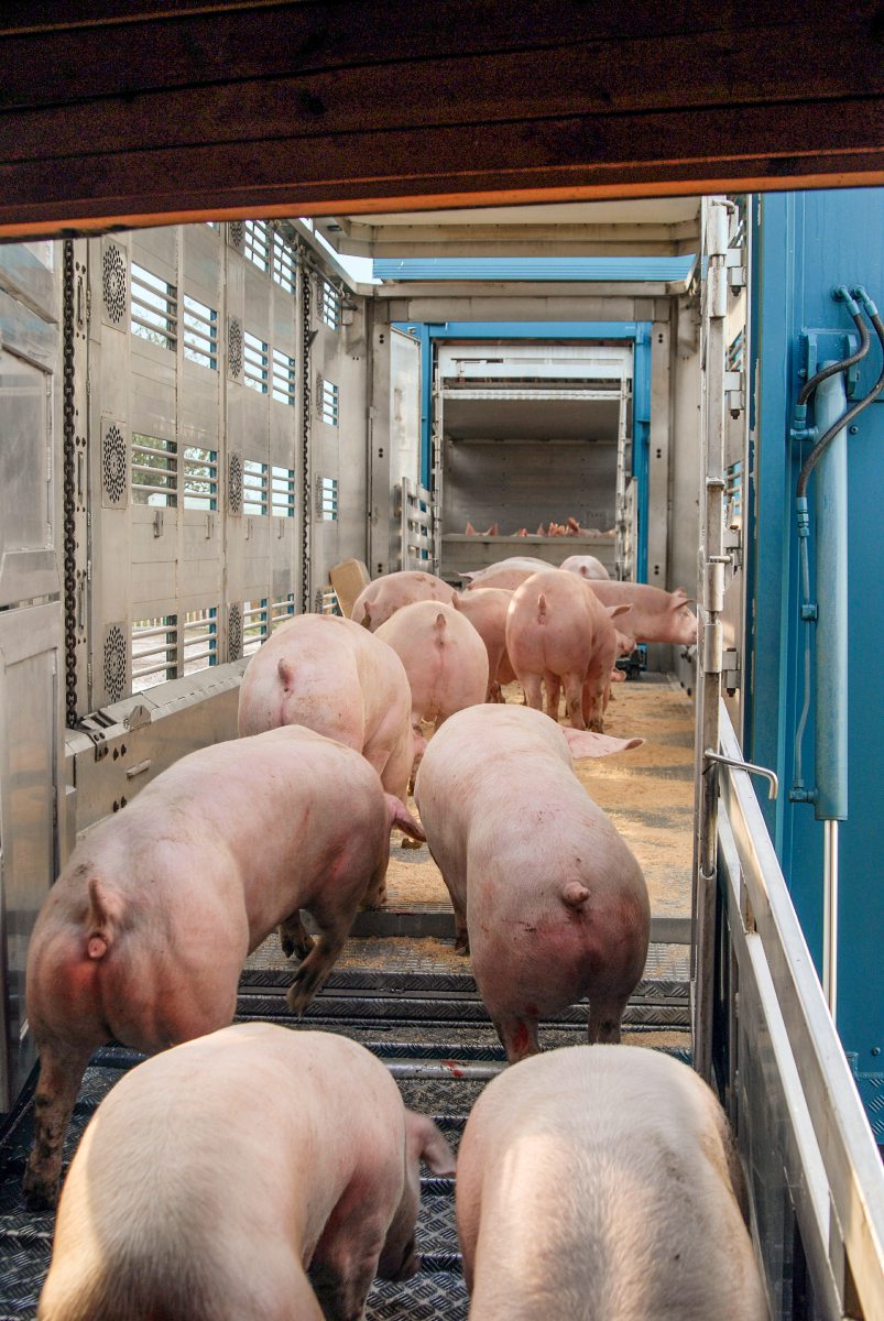 Schweine werden auf einen Transporter verladen