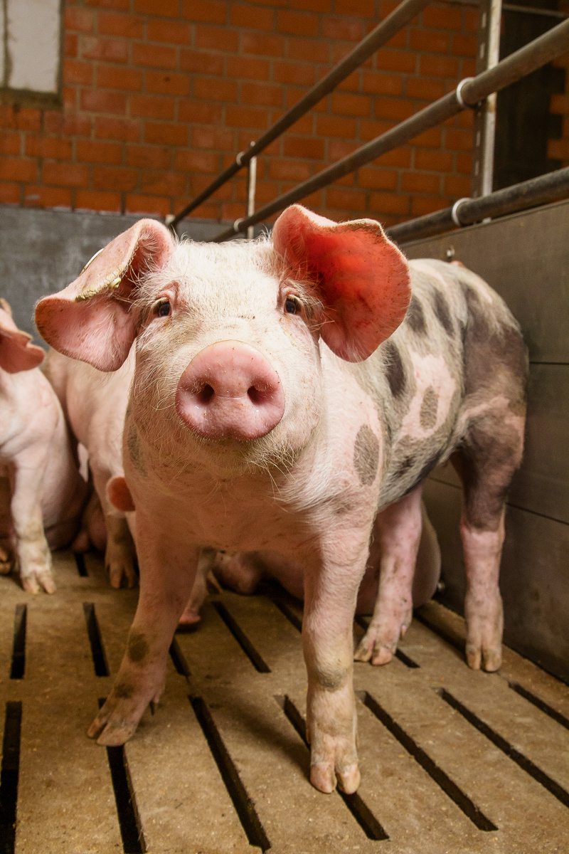 Schwein im Stall
