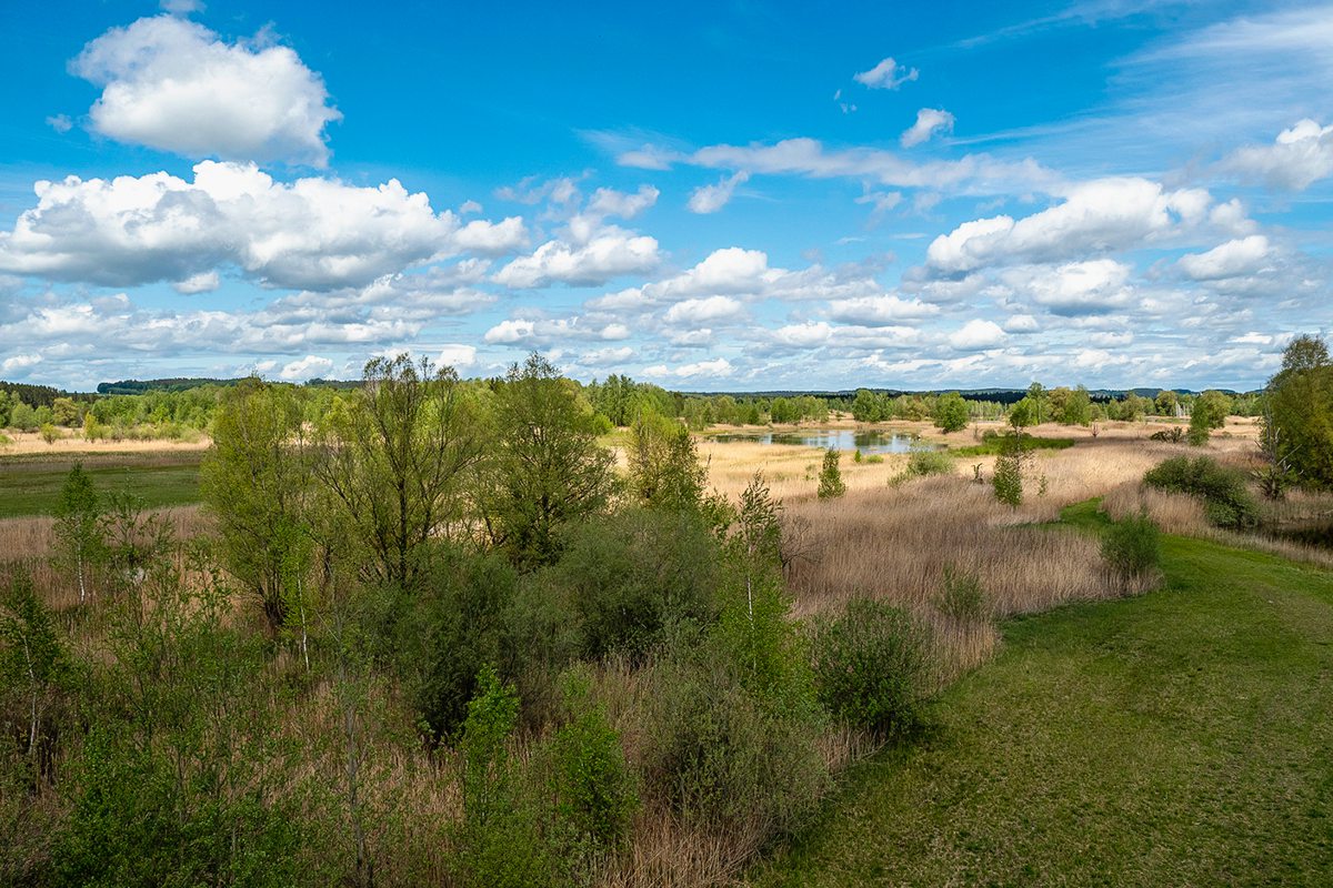 Landschaft mit Wiesen und Bäumen