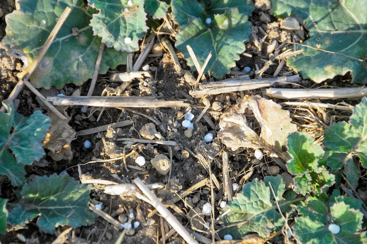 Düngerkörner zwischen jungen Rapspflanzen