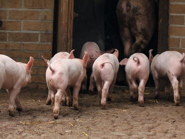 Ferkel mit Ringelschwanz laufen in ein Stallgebäude